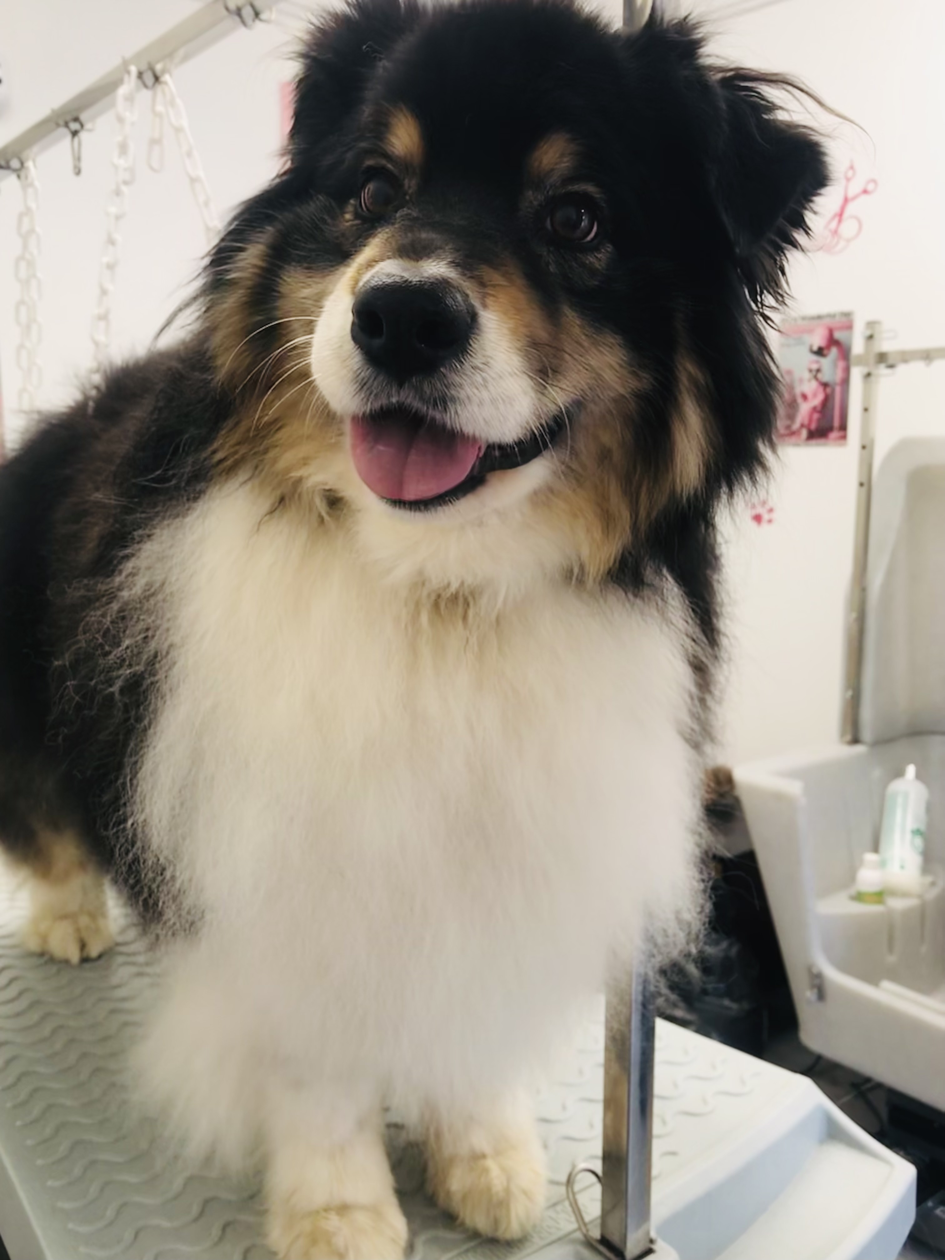 Chien au pelage noir, blanc et roux au salon Beauty Dog
