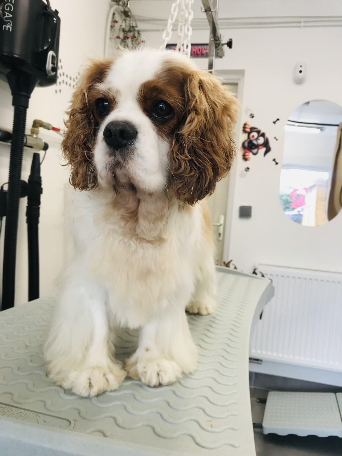 Petit chien aux longues oreilles et au pelage brun et blanc