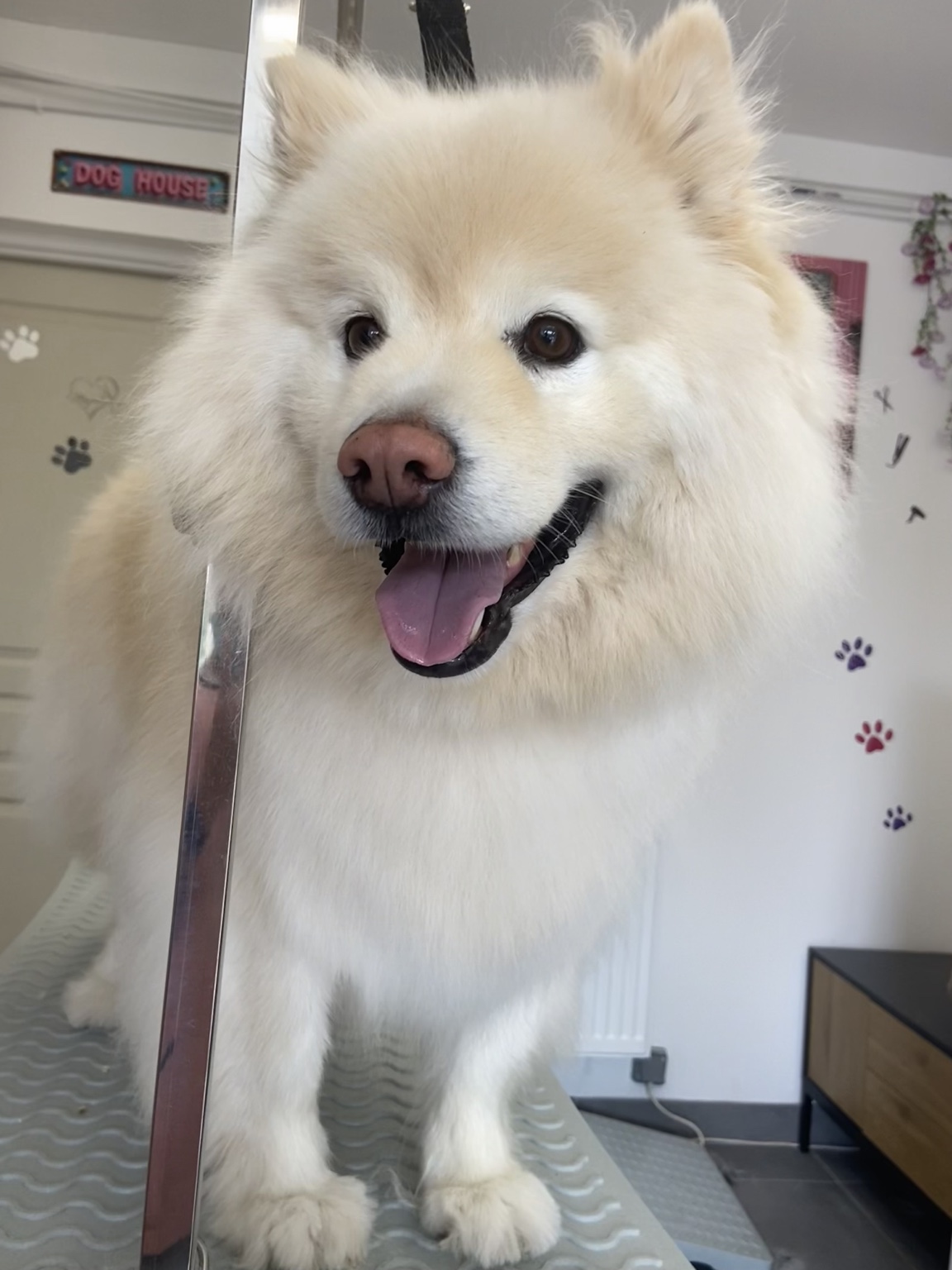 Chien au pelage blanc et doux chez Beauty Dog