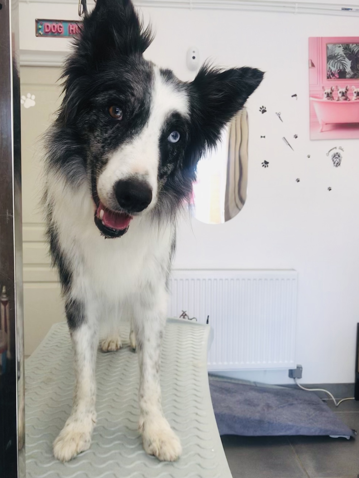 Chien noir et blanc sur la table de toilettage