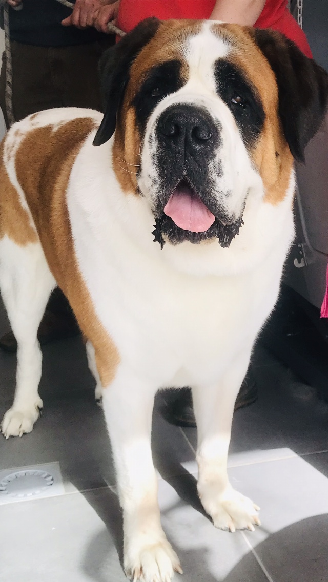 Grand chien au pelage brun et blanc au salon Beauty Dog