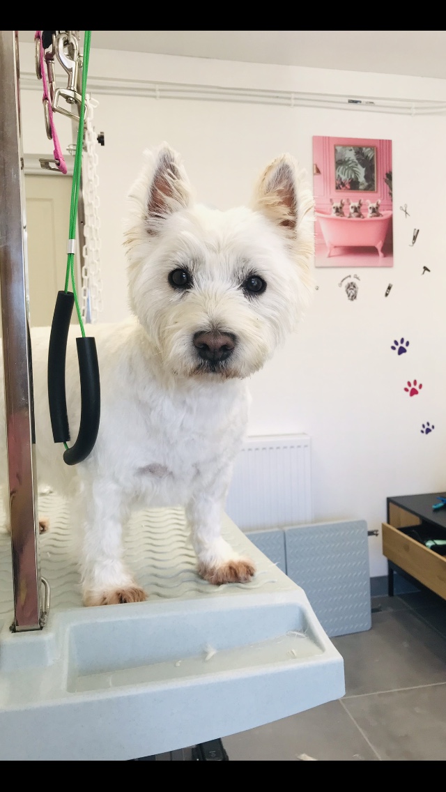 Petit chien blanc photographié chez Beauty Dog