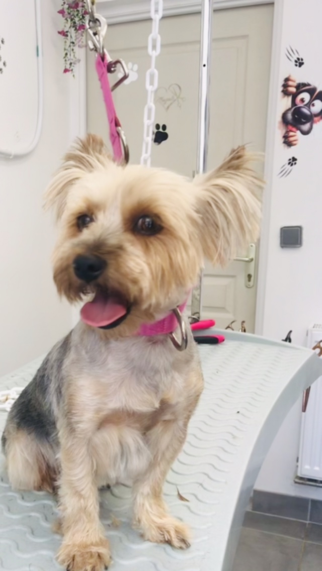 Petit chien au pelage beige et gris au salon