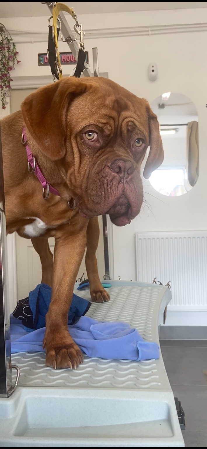 Grand chien au pelage marron sur la table de toilettage
