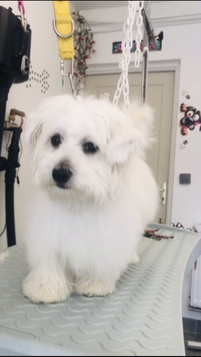 Petit chien blanc au salon Beauty Dog
