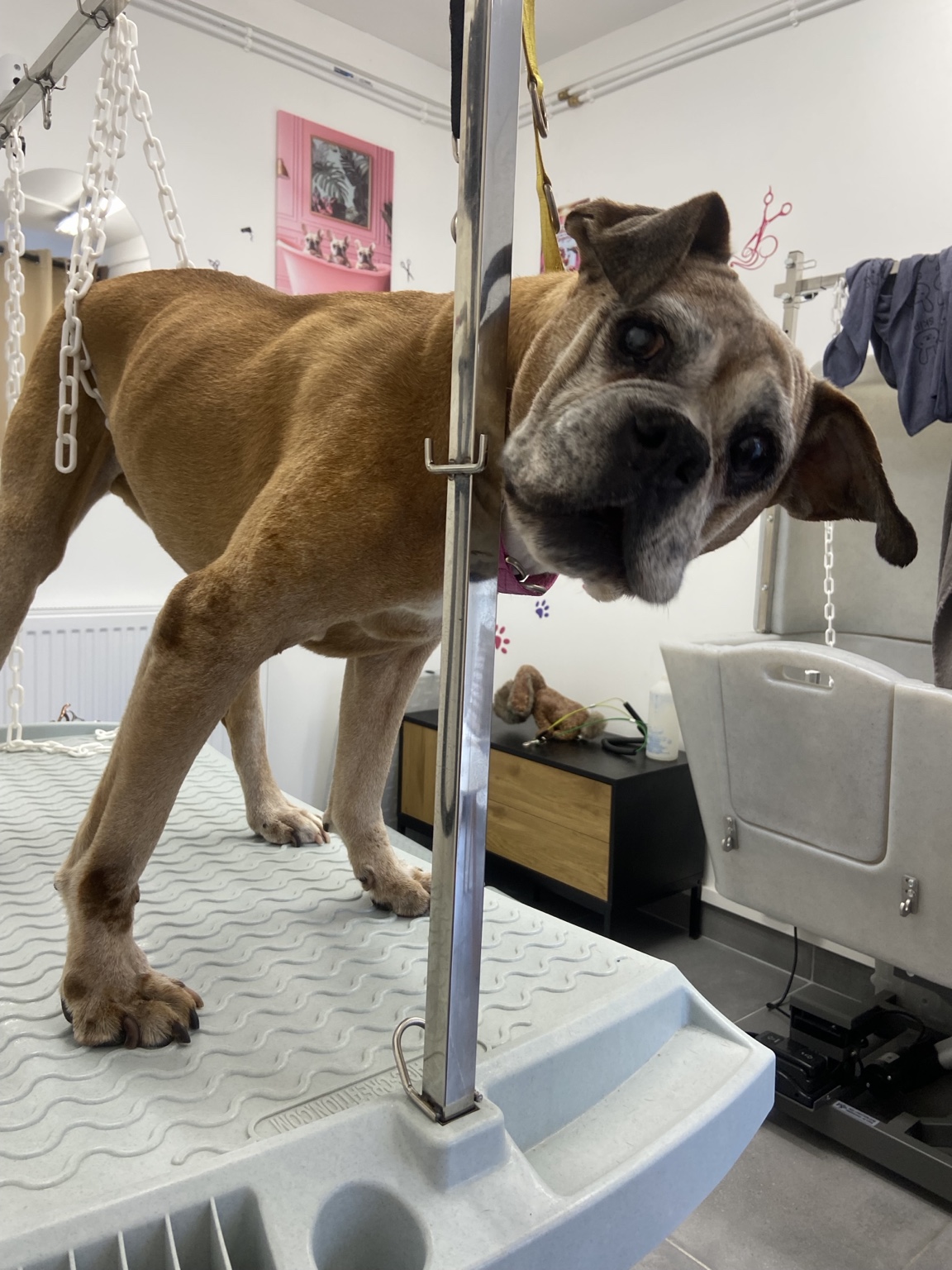 Chien au pelage fauve sur la table de toilettage
