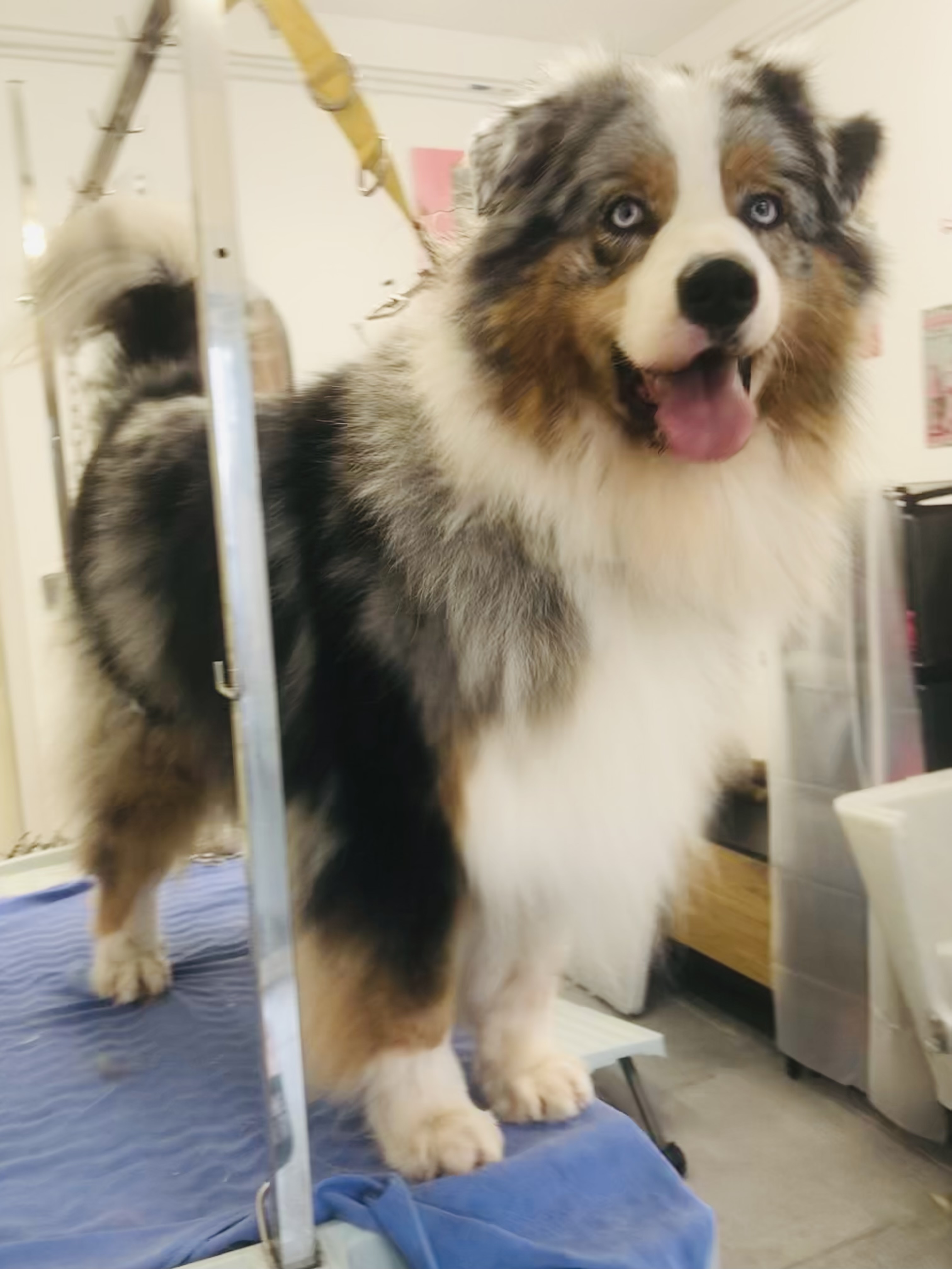 Chien au pelage gris, blanc et roux au salon