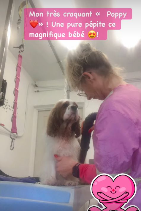 Une séance de toilettage avec Poppy, aperçu de la vidéo du salon