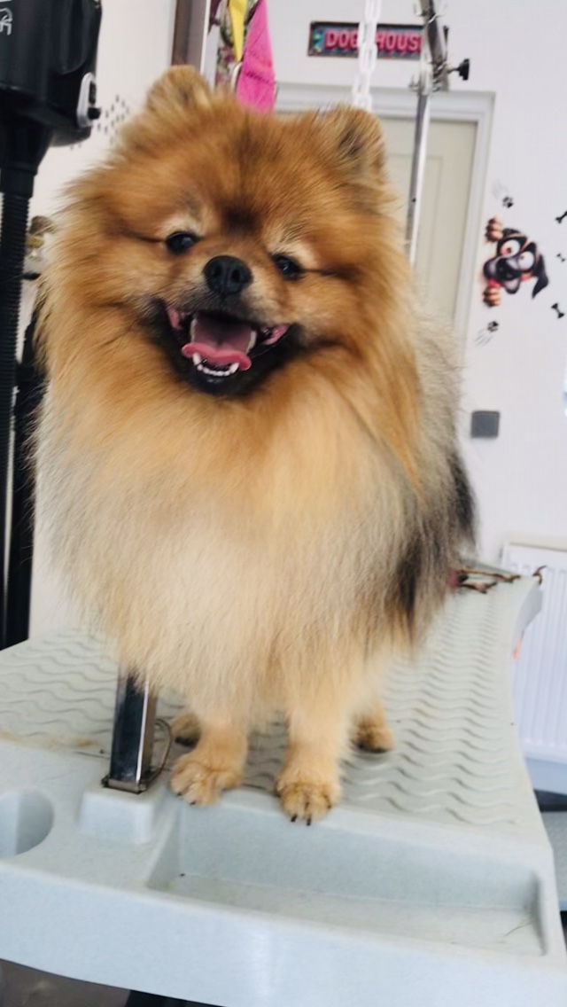Zadig, photographié chez Beauty Dog après son toilettage